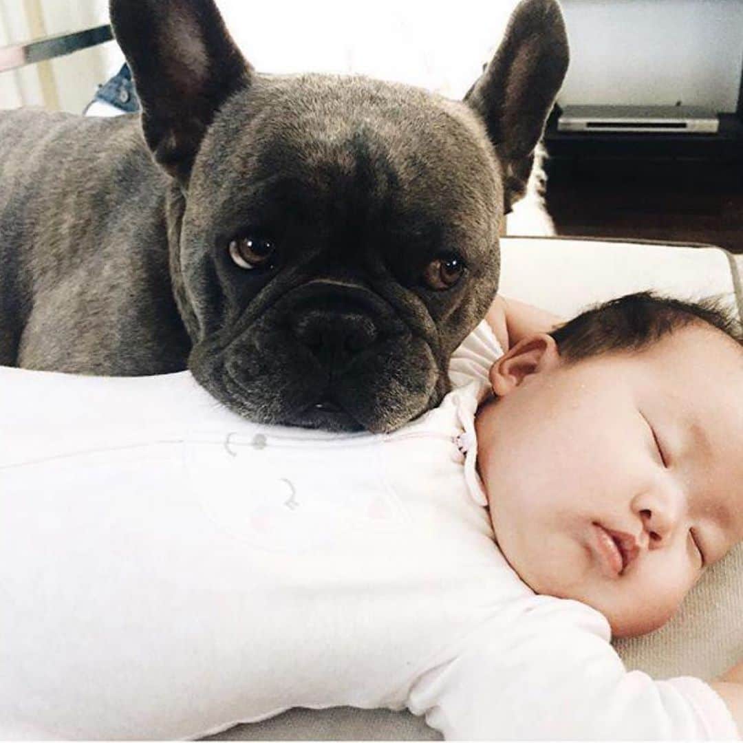 クリッセル・リムさんのインスタグラム写真 - (クリッセル・リムInstagram)「When mignon first met Chloé he would just lay next to her, lay on her, and would ALWAYS just be by her side. We always knew he had a closeness with Chloé, but we didn’t realize how much until he passed away right next to her (she was in her virtual class when this happened). Chloé didn’t realize as he was just laying next to her like he always does. He wanted to be by her side from the beginning til the end 🥺  Mignon passed away 2 weeks ago due to some health complications. It has been a really hard past few weeks for us and our hearts have been shattered. This is our first experience losing an animal friend, and we honestly didn’t expect it to be this hard. He was our first child even before the girls came into our lives. Mignon came into our lives and taught us about love, and now that he has  departed us he has taught us about loss. Thank you Mignon for all the memories. You will live in our hearts forever.  We love you Mignon and are thinking about you every day and miss you so much 🥺.」10月13日 1時40分 - chrisellelim