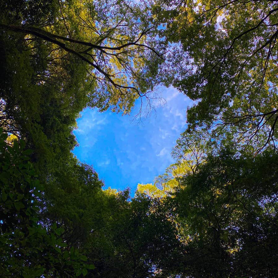 上本昌代さんのインスタグラム写真 - (上本昌代Instagram)「久々にとーっても良い天気で気持ちよくお散歩🌞 ふと見上げたら空がハート❤️で嬉しい日。 #明治神宮 #tokyo #meijishrine #sky #空 #都会のオアシス #神社 #⛩ #❤️ #heart #nature #iphone英語にしたら大変 #goodnight💕」10月13日 1時50分 - masayomai