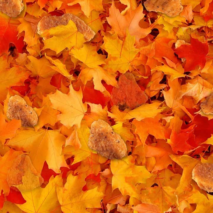 ウェンディーズのインスタグラム：「nature so beauty 🍂」