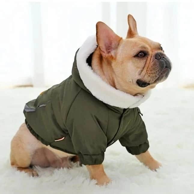 French Bulldogさんのインスタグラム写真 - (French BulldogInstagram)「French Bulldog Cotton Padded Parka is designed to keep your little gremlin warm, cuddly and dry on those cold fall and winter days. ⁠⁠. ⁠ .⁠ .⁠ .⁠ .⁠ #frenchbulldogofinstagram #daily_frenchie #petsofinstagram #pawesomefrenchies #frenchie_photos #frenchiepetsupply #frenchbulldogstyle #creamfrenchie #squishyfacecrew #frenchbulldogx #frenchiemagazine #frenchbulldogfeature #frenchbulldogsrule #frenchietalk #frenchiesofinstagram #frenchbulldogpuppy #frenchbulldogpics #bluefawnfrenchbulldog #puppydog #frenchiepuppy #bluepiedfrenchie #bullypaw #bulldoglove #frenchbulldogsofinstagram #frenchbulldogsnyc #ilovemyfrenchie #frenchieoverload #frenchie_mob #french_bulldogs #frenchbulldogmix」10月13日 3時15分 - frenchie.world