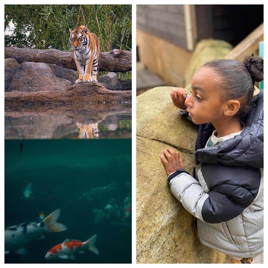 ナサニエル・チャロバーのインスタグラム：「Land of the tigers @paradisewildlifepark 😱Khalid’s reaction says it all.🙌🏾👌🏼」