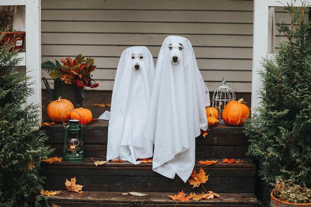 CANON USAさんのインスタグラム写真 - (CANON USAInstagram)「#CaptionThis! Share a caption for these spooky ghosts in the comments below. 👻  📸 #Canon EOS 5D Mark II Lens: EF 85mm f/1.8 USM」10月13日 5時01分 - canonusa