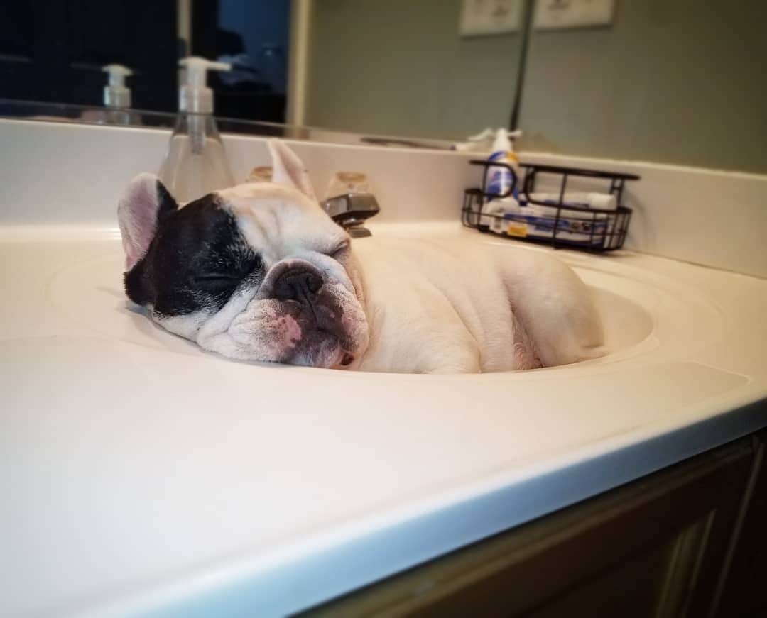 Manny The Frenchieのインスタグラム：「Sink naps are better on Mondays 💤」