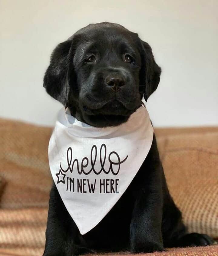 World of Labradors!さんのインスタグラム写真 - (World of Labradors!Instagram)「Meet Wrangler! - @wrangler_theblacklab」10月13日 5時30分 - worldoflabs