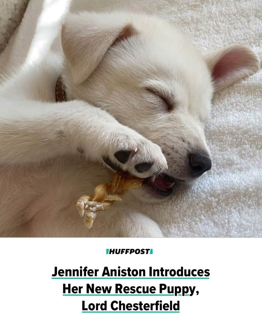 Huffington Postさんのインスタグラム写真 - (Huffington PostInstagram)「Jennifer Aniston’s family just got a little bigger and a lot cuter.⁠ ⁠ “The Morning Show” actor announced on Instagram Sunday that she had adopted a rescue puppy named Lord Chesterfield from the Wagmor Pet Hotel & Spa in Los Angeles. The pup joins Aniston’s two other dogs, Clyde, a schnauzer mix, and Sophie, a pit bull.⁠ ⁠ According to Wagmor Pets, Lord Chesterfield is a Great Pyranees mix. The little pup isn’t the only one from the rescue to go to a famous family. Other celebrities, including Chrissy Teigen and Kris Jenner, have adopted from Wagmor since Ellen DeGeneres posted about the animals there earlier this year.⁠ ⁠ Welcome to the family, Chesterfield! Aniston’s followers are thrilled to have you. Read more in our link in bio! 📷: @jenniferaniston」10月13日 7時01分 - huffpost