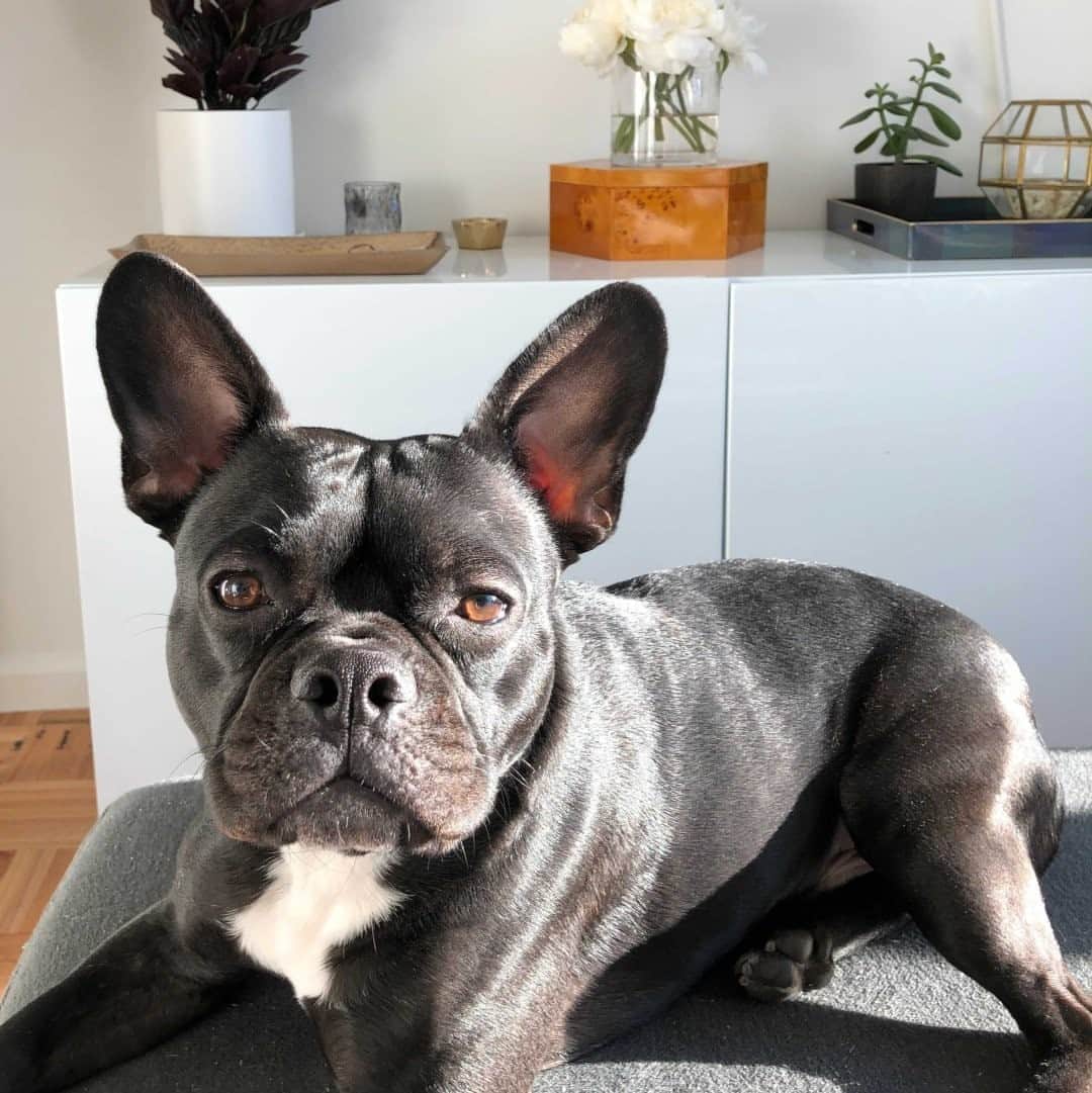 GILTのインスタグラム：「Our pet picks are here. Spoiling is encouraged. Link in bio.」
