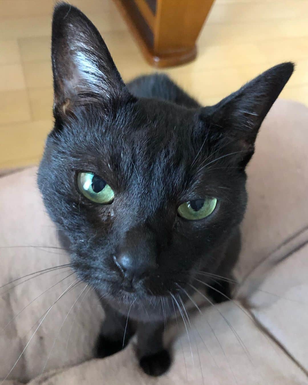 ホタテ＆クラム＆シラスのインスタグラム：「朝から執拗にストーカーされてる #cat #neko #blackcat #猫 #ねこ #黒猫 #catstagram #instagram #instagramjapan #ig_japan #igersjp」