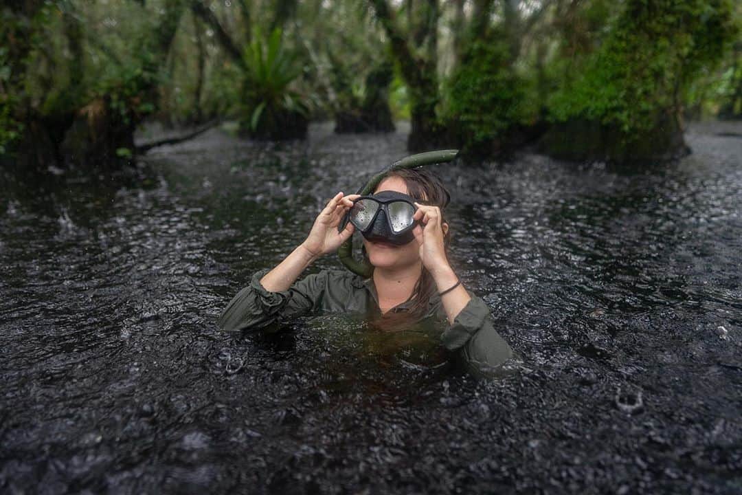National Geographic Creativeさんのインスタグラム写真 - (National Geographic CreativeInstagram)「Photos by @CarltonWard / Deep in the Fakahatchee Stand, @Malia_Byrtus sets and tests photo and video camera traps for our @pathofthepanther project with @insidenatgeo. If all goes according to plan, sometimes in the next three months, a rare Florida panther will jump through the water on this flooded trail emulating Malia in the final frame. By revealing the story of the endangered Florida panther, our team is working to inspire the on conservation needed to save the Florida Wildlife Corridor and keep the Everglades connected to the rest of Florida and America. @fl_wildcorridor #keepflwild」10月13日 7時49分 - natgeointhefield