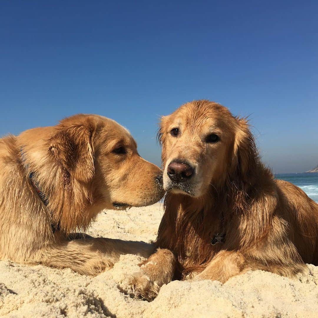 Bobさんのインスタグラム写真 - (BobInstagram)「Feliz Dia das Crianças a todos!!! E especialmente pra essas crianças eternas do papito🥰🥰  . . #felizdiadascriancas #dogs #doglovers #petlovers #dogsofinstagram #brothers #goldenretriever #goldenretrievers」10月13日 8時07分 - bob_marley_goldenretriever