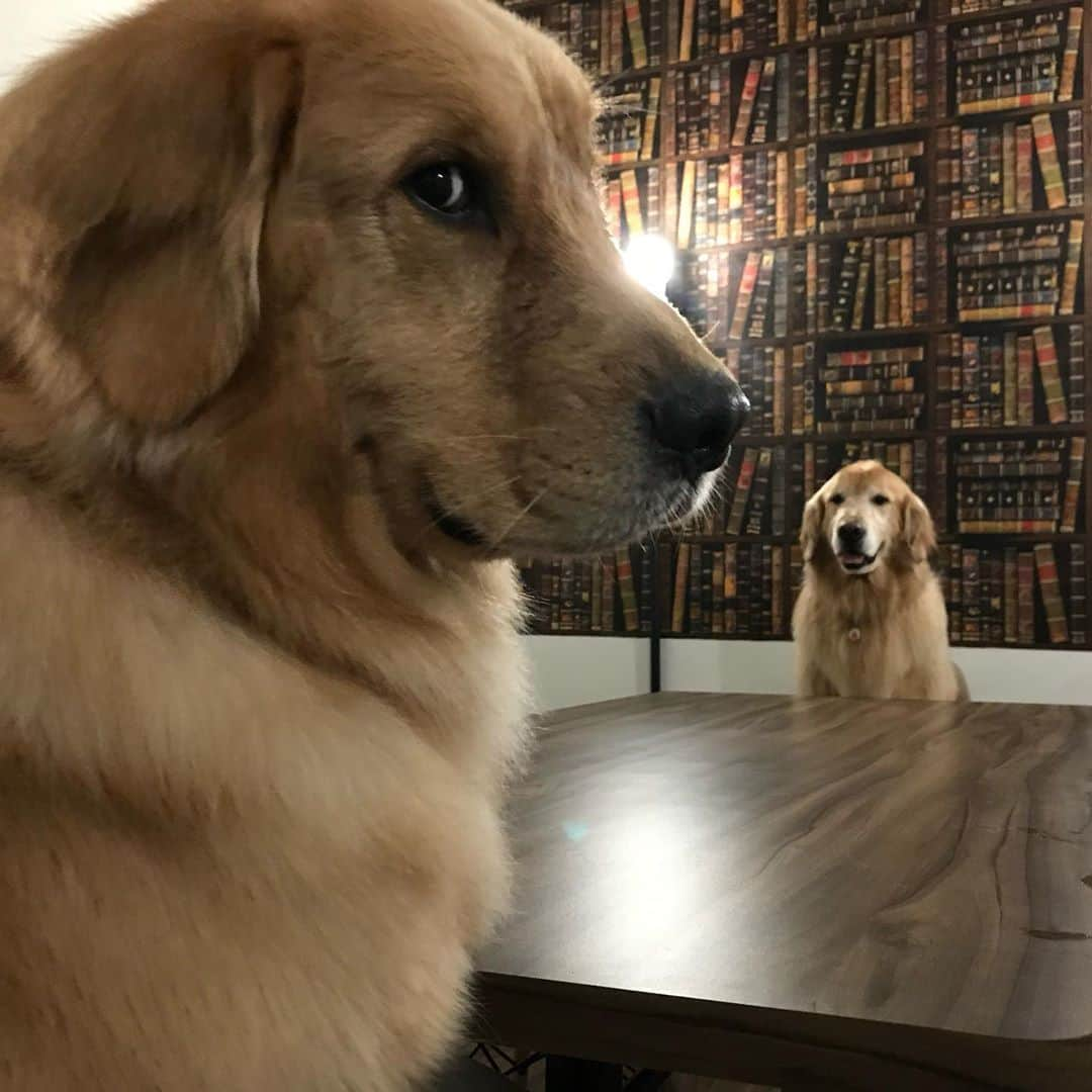 Bobさんのインスタグラム写真 - (BobInstagram)「Feliz Dia das Crianças a todos!!! E especialmente pra essas crianças eternas do papito🥰🥰  . . #felizdiadascriancas #dogs #doglovers #petlovers #dogsofinstagram #brothers #goldenretriever #goldenretrievers」10月13日 8時07分 - bob_marley_goldenretriever