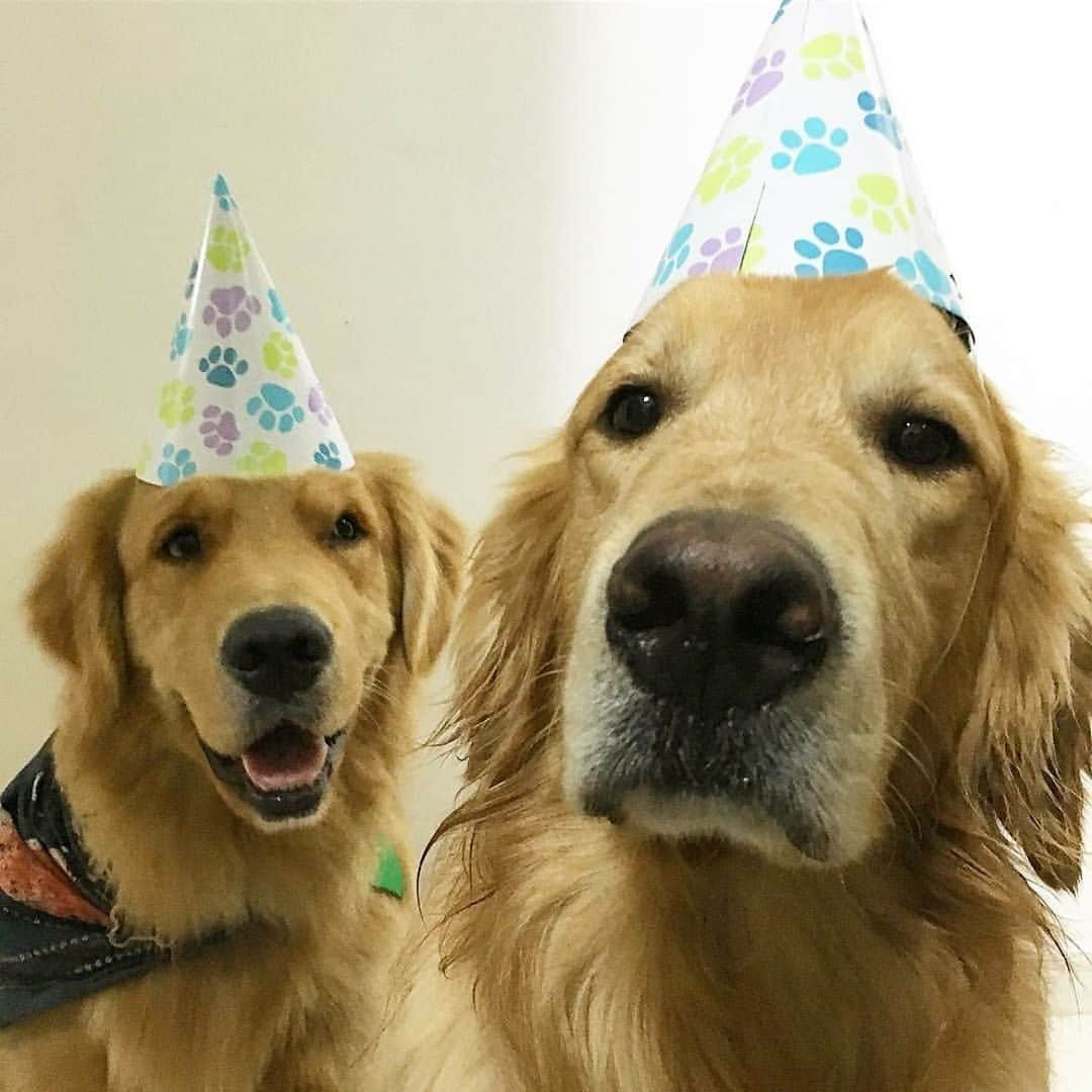 Bobさんのインスタグラム写真 - (BobInstagram)「Feliz Dia das Crianças a todos!!! E especialmente pra essas crianças eternas do papito🥰🥰  . . #felizdiadascriancas #dogs #doglovers #petlovers #dogsofinstagram #brothers #goldenretriever #goldenretrievers」10月13日 8時07分 - bob_marley_goldenretriever