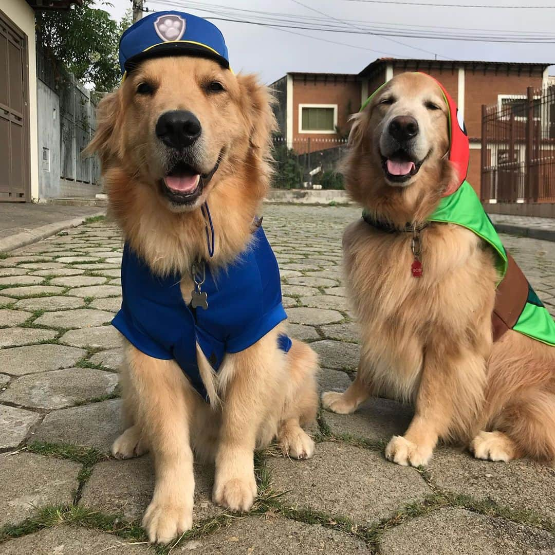 Bobさんのインスタグラム写真 - (BobInstagram)「Feliz Dia das Crianças a todos!!! E especialmente pra essas crianças eternas do papito🥰🥰  . . #felizdiadascriancas #dogs #doglovers #petlovers #dogsofinstagram #brothers #goldenretriever #goldenretrievers」10月13日 8時07分 - bob_marley_goldenretriever