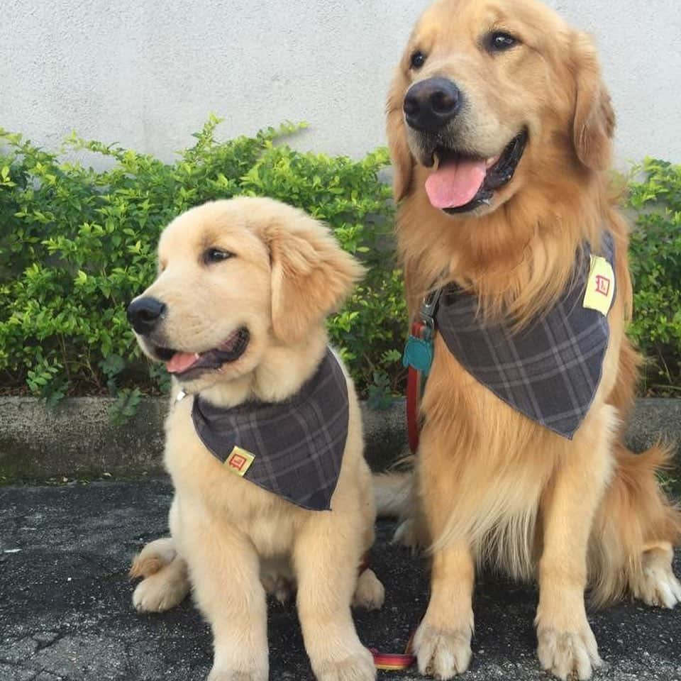 Bobさんのインスタグラム写真 - (BobInstagram)「Feliz Dia das Crianças a todos!!! E especialmente pra essas crianças eternas do papito🥰🥰  . . #felizdiadascriancas #dogs #doglovers #petlovers #dogsofinstagram #brothers #goldenretriever #goldenretrievers」10月13日 8時07分 - bob_marley_goldenretriever