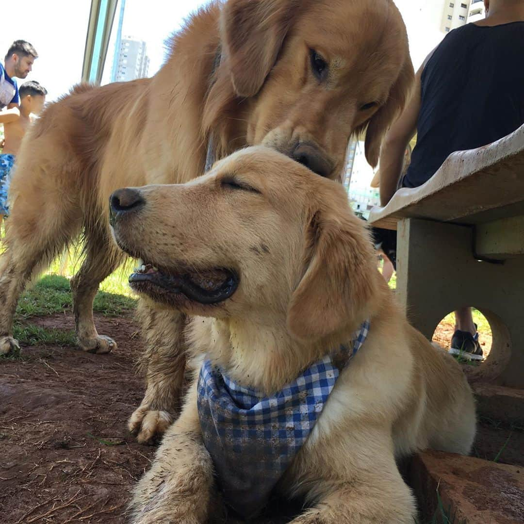 Bobさんのインスタグラム写真 - (BobInstagram)「Feliz Dia das Crianças a todos!!! E especialmente pra essas crianças eternas do papito🥰🥰  . . #felizdiadascriancas #dogs #doglovers #petlovers #dogsofinstagram #brothers #goldenretriever #goldenretrievers」10月13日 8時07分 - bob_marley_goldenretriever