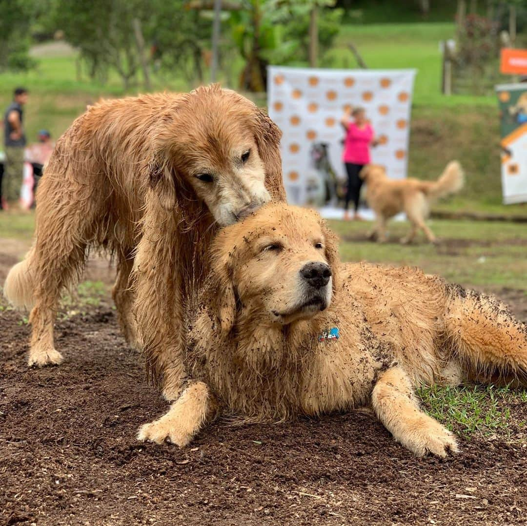 Bobさんのインスタグラム写真 - (BobInstagram)「Feliz Dia das Crianças a todos!!! E especialmente pra essas crianças eternas do papito🥰🥰  . . #felizdiadascriancas #dogs #doglovers #petlovers #dogsofinstagram #brothers #goldenretriever #goldenretrievers」10月13日 8時07分 - bob_marley_goldenretriever