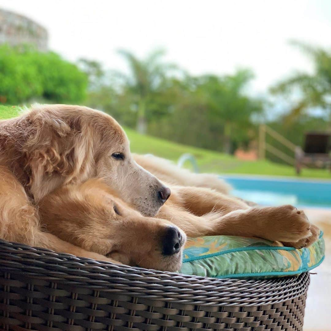 Bobさんのインスタグラム写真 - (BobInstagram)「Feliz Dia das Crianças a todos!!! E especialmente pra essas crianças eternas do papito🥰🥰  . . #felizdiadascriancas #dogs #doglovers #petlovers #dogsofinstagram #brothers #goldenretriever #goldenretrievers」10月13日 8時07分 - bob_marley_goldenretriever