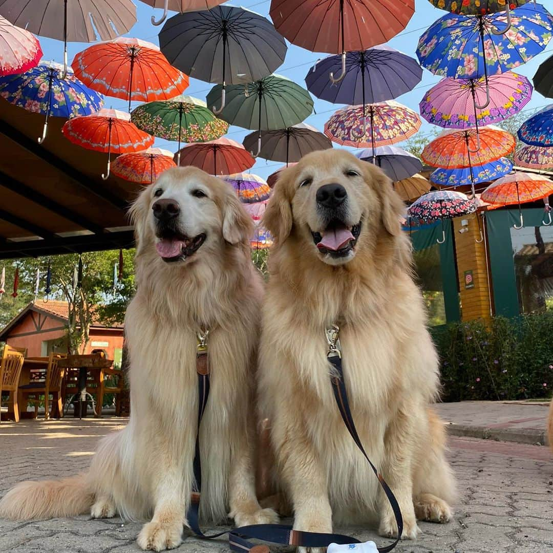 Bobさんのインスタグラム写真 - (BobInstagram)「Feliz Dia das Crianças a todos!!! E especialmente pra essas crianças eternas do papito🥰🥰  . . #felizdiadascriancas #dogs #doglovers #petlovers #dogsofinstagram #brothers #goldenretriever #goldenretrievers」10月13日 8時07分 - bob_marley_goldenretriever