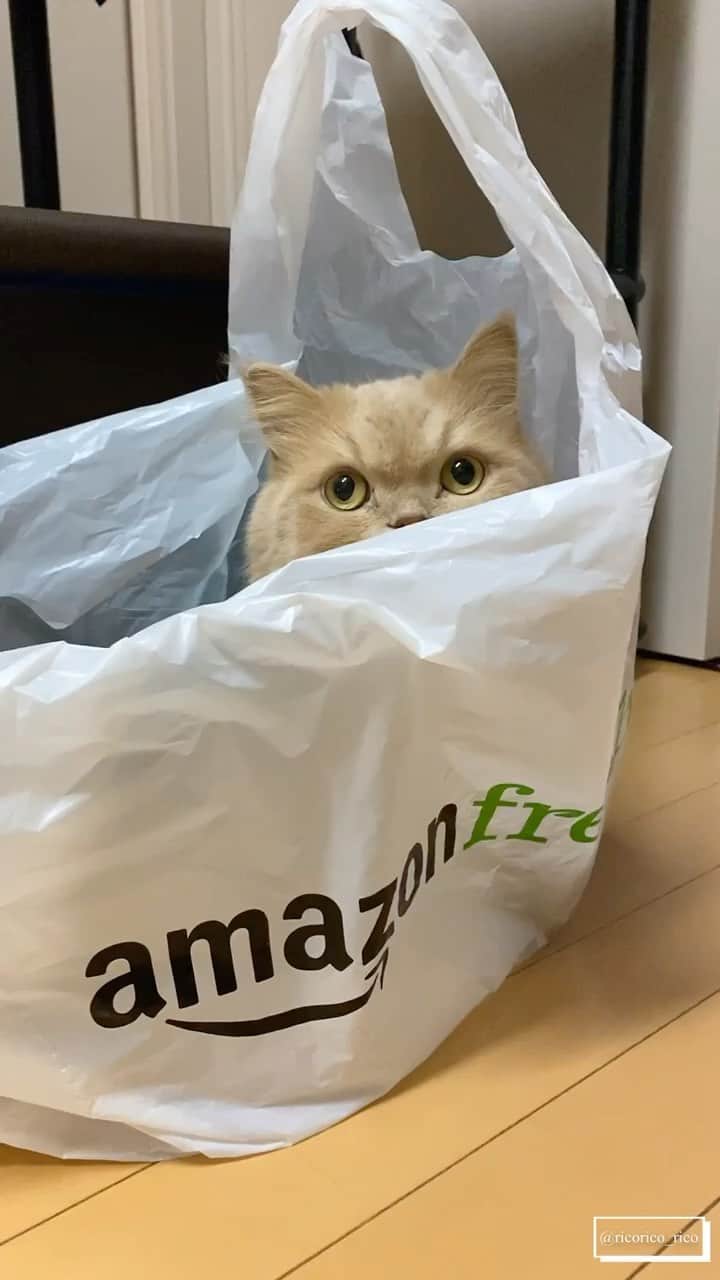 のインスタグラム：「Delivery•*¨*•.¸¸♬︎  届いたら 冷蔵庫に🍅🥑🥦🥩🐟 そしたらにゃ お決まりのIN  すずちゃんに見つかったにゃ🙀  めちゃめちゃ便利✨ #amazon @amazon #amazonfresh @amazonfresh  #ミヌエットのベルちゃん #スコティッシュフォールドのすずちゃん  NAME : Bell  ベル Breed : minuet  ミヌエット 🎂 : 2016.5.15  4歳 ・ NAME : Suzu すずちゃん Breed : Scottish fold スコティッシュフォールド 🎂 : 2018.3.21 2歳 . NAME : Lindor リンドール Breed : Teacup poodle ティーカッププードル 🎂 : 2019.7.18〜2020.9.14  1歳」