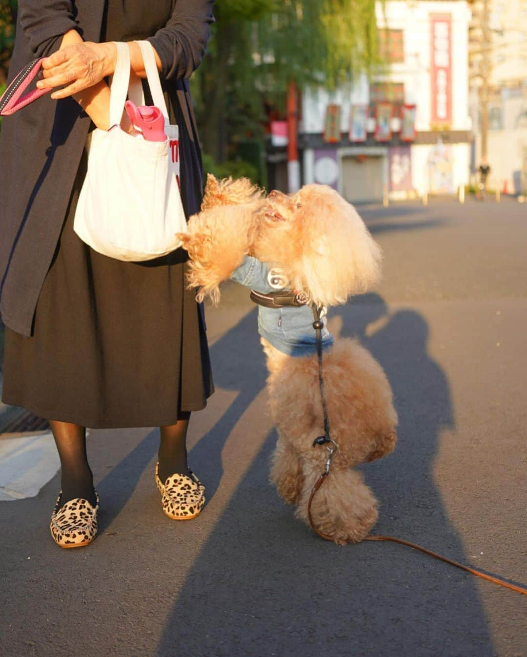 Toypoodle Mikuru?Asakusa Tokyoさんのインスタグラム写真 - (Toypoodle Mikuru?Asakusa TokyoInstagram)「20201013 Tuesday. Good morning! Friends 💕 . 久々にオニク番長張り切ってました😆 朝活の肉活は楽しそうだなぁ😄 . ❶ ペコママ〜オニクくださ〜い ❷ JUMP😱 ❸ もっとくださ〜い . おうち帰って、ごはんもキッチリ食べて 現在お昼寝ちう。 そろそろ起こしてお薬飲ませないとなぁ🥺 . #浅草寺 #朝活 #肉活 #あんよチリチリどこに入ったんだ」10月13日 8時16分 - purapura299