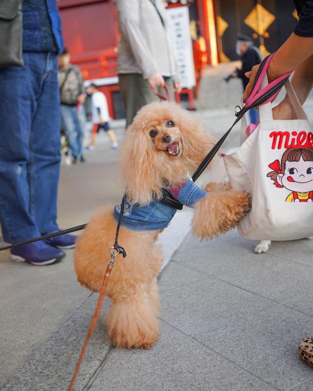 Toypoodle Mikuru?Asakusa Tokyoのインスタグラム：「20201013 Tuesday. Good morning! Friends 💕 . 久々にオニク番長張り切ってました😆 朝活の肉活は楽しそうだなぁ😄 . ❶ ペコママ〜オニクくださ〜い ❷ JUMP😱 ❸ もっとくださ〜い . おうち帰って、ごはんもキッチリ食べて 現在お昼寝ちう。 そろそろ起こしてお薬飲ませないとなぁ🥺 . #浅草寺 #朝活 #肉活 #あんよチリチリどこに入ったんだ」