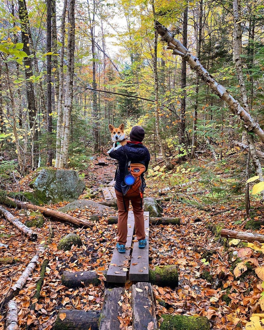 REIさんのインスタグラム写真 - (REIInstagram)「Last week we asked you to get outside for a fall hike and share your photos with us. Here are some of our favorites from this #REIchallenge!  Photos: @indiegramz, @samanthadeflitch, @raquelbartelt and socalgaltravels」10月13日 8時25分 - rei