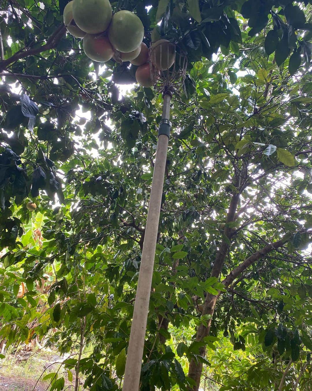 祐真キキさんのインスタグラム写真 - (祐真キキInstagram)「Harvesting grapefruits and papayas today around the house.  So beautiful❤️  今日の収穫 グレープフルーツとパパイア  綺麗〜」10月13日 8時27分 - kikisukezane