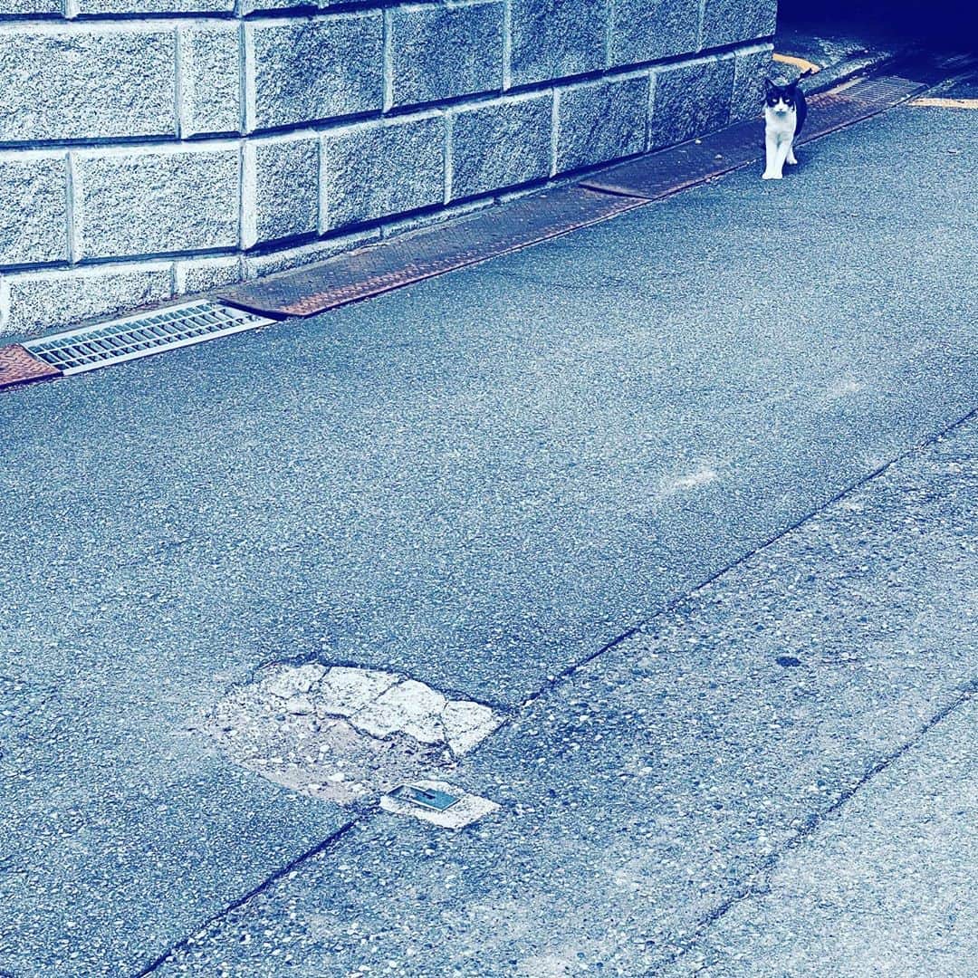 中野敬久さんのインスタグラム写真 - (中野敬久Instagram)「#cat #neighborhood #distance #solo #black #white」10月13日 8時50分 - hirohisanakano