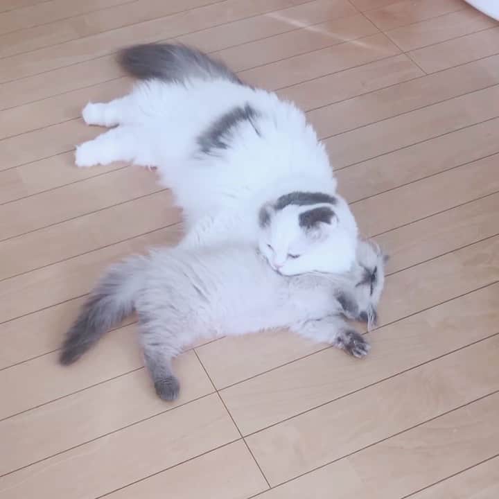 のんたのインスタグラム：「ぱんちゃんがママに🤱 自分だってまだ赤ちゃんなのにすっかりママ気分💗 ちいさいぽるくんのことがかわいいようです😍 ・ #scottishfold #catstagram_japan #catsofinstagram #cats_of_instagram#catoftheday #ilovemycat #bestmeow #catlover #cutecat #kittensofinstagram #cute #スコティッシュフォールド#exoticlonghair#ブルーポイント」