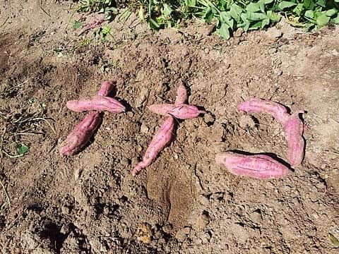 奈々子さんのインスタグラム写真 - (奈々子Instagram)「10月13日 #🍠 今日はさつまいもの日🍠♡ . . #my芋畑  #さつまいも親善協会名古屋」10月13日 18時31分 - nanako__official