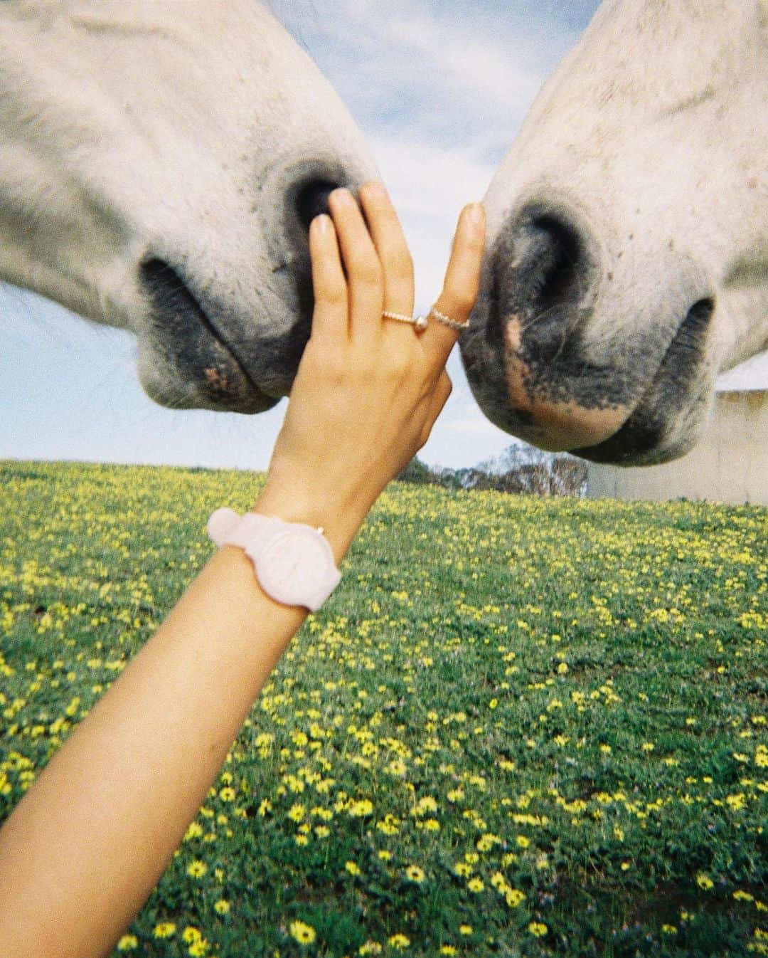 The Horseさんのインスタグラム写真 - (The HorseInstagram)「The Blockout watch through @bellasmilne’s eyes shot on film, swipe to explore her sweet simple scenes! Join us in sharing your blockout watch on your story using the hashtag #throughmyeyes 💛」10月13日 18時43分 - the_horse