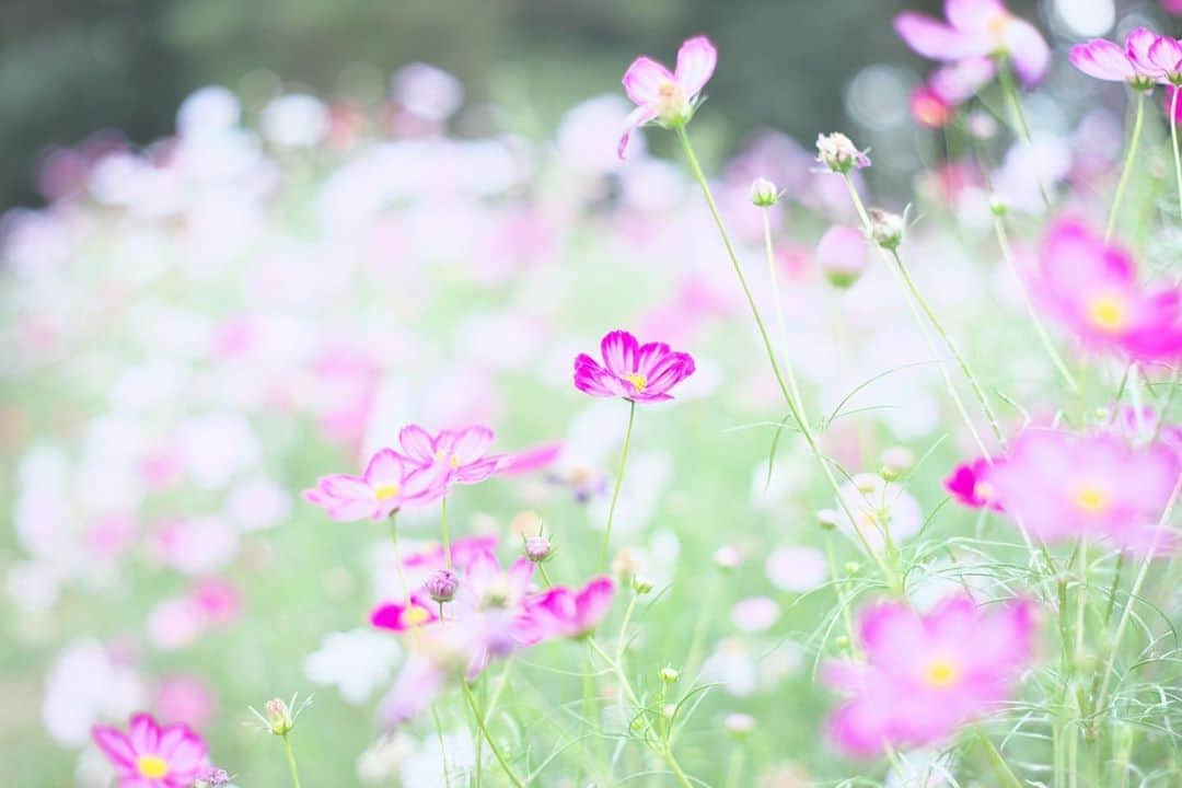 kiccyomuのインスタグラム：「☁️ 2020.10.13 Tue #昭和記念公園 #コスモス 🌸 今年は、たくさん出会えました😊 オールドレンズもいい感じです。 #心に花を  明日も元気に🤗  location #東京 📷撮影 2020年10月06日 #オールドレンズ 📷 #Minolta」