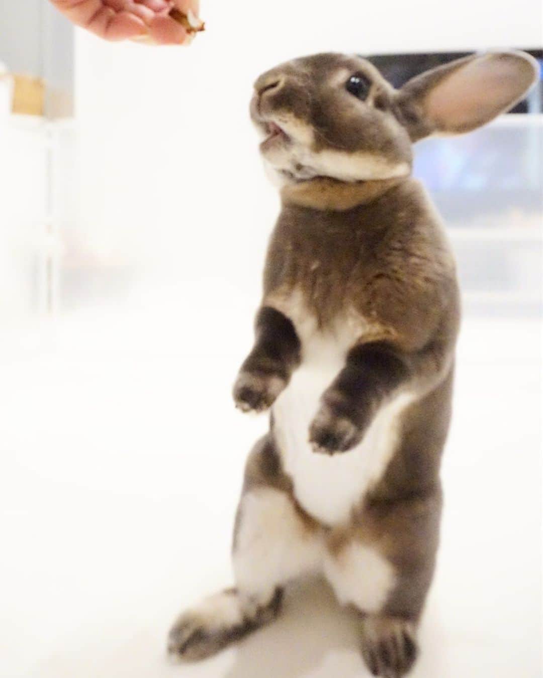 Kayoのインスタグラム：「ピント迷子やけど、なんかじわる❤︎ このシトも見てない時は二足歩行タイプだはず。」