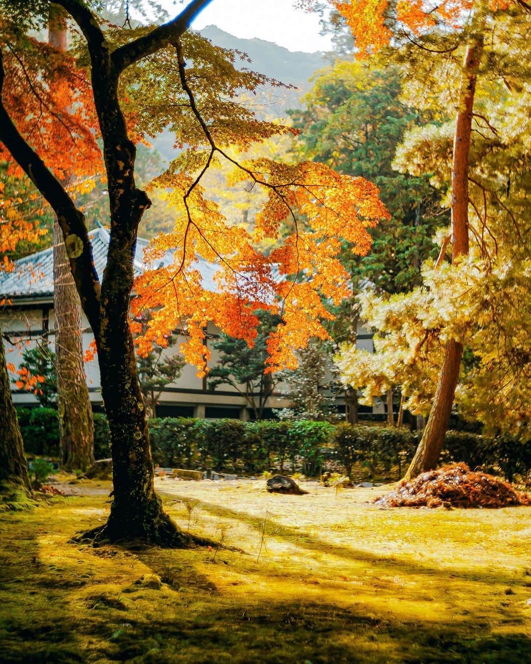 国分真央さんのインスタグラム写真 - (国分真央Instagram)「.﻿ そうだ 京都、行こうの仕事以来﻿ 行っていないので﻿... またゆっくり行きたいな🏯🍁𓂅﻿ ﻿ ﻿ ※特別な許可を得て撮影しています﻿ ﻿」10月13日 19時25分 - mao_kokubu