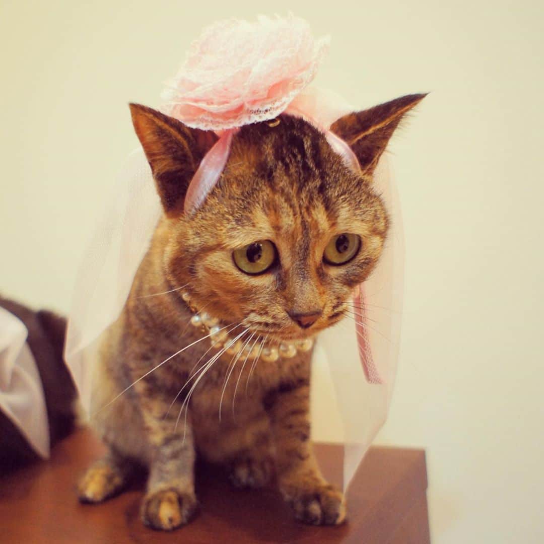 のインスタグラム：「おしゃれ🎀ちなちゃん🐱」