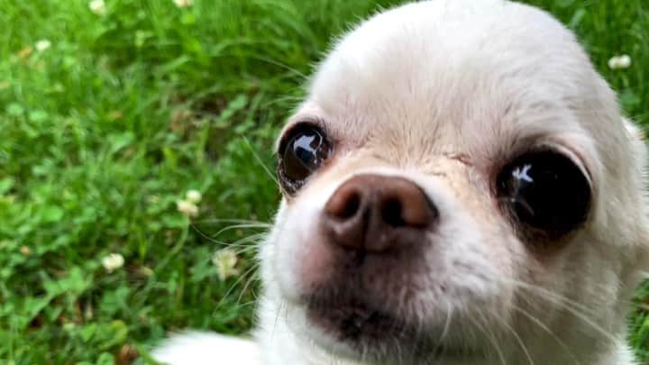 KORIKIのインスタグラム：「まだそこにいるようなきがしています。 When I go to the park, I feel like Koriki is still there. * #dogofsapporo #dog, #dogs, #dogstagram,#chihuahua,#犬バカ部,#チワワ,#koriki, #hanadog #白スムチ連合会, #スムチー,  #dogofthedayjp, #dogoftheday  #ilovemydog #instadog #instapet #WhiteChihuahua  #吉娃娃 #치와와  #dogsofinstagram #Chihuahualover  #ชิวาวา #チワワの輪 #barkbox #WhiteChihuahuaParty #もふもふモフモフ」