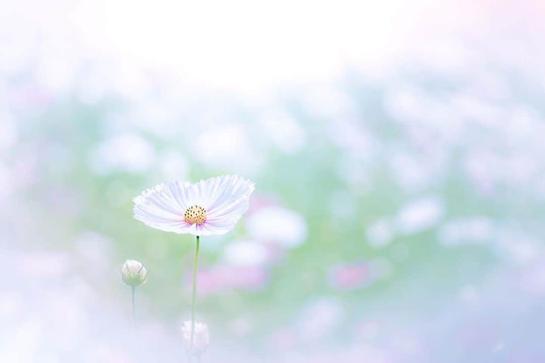 花の写真館のインスタグラム：「Photo by Tadashi Takeda.⠀ .⠀ Original Post[投稿いただいたURL]⠀ https://www.facebook.com/photo.php?fbid=1804169913055207⠀ .⠀ 本アカウントは、 #私の花の写真 をつけてInstagramに投稿された皆さまの花の写真や、「花の写真館」Facebookページで投稿された花の写真を紹介します。⠀ 「花の写真館」Facebookページは、「 @floral.photograph 」のプロフィールにあるURLからご覧ください。⠀ .⠀ ※各自、政府、自治体など公的機関の指示に従った行動をお願いします。⠀⠀ 東京カメラ部および分室では、写真を「見る楽しみ」を提供することを通して、微力ながら皆様にわずかな時間でも癒しをお届けしたいと思っております。⠀ ※本アカウントは東京カメラ部がFacebook、Instagramのサービスを利用して運営しているもので、Facebook社・Instagramとは一切関係ありません。⠀ .⠀ #花の写真館 #floralphotograph #floralphoto #flower #flowers⠀ Follow: @floral.photograph」