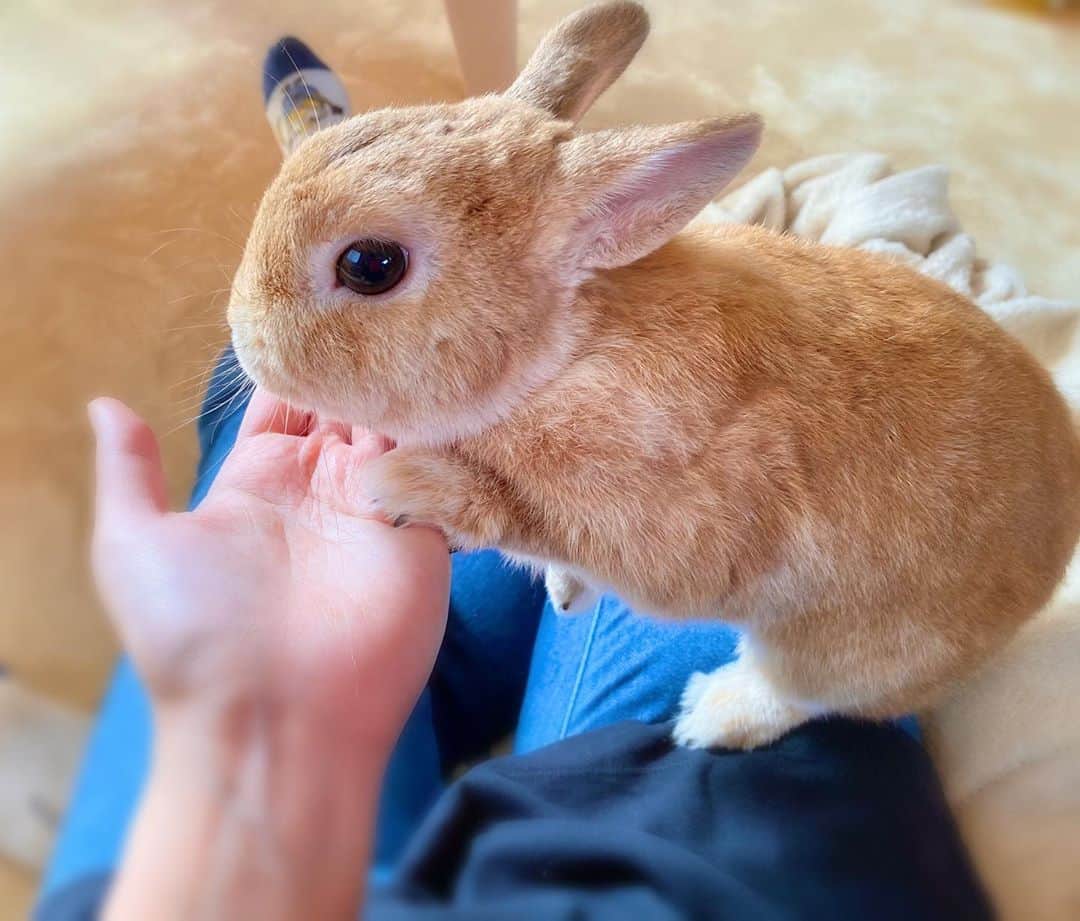 ラン?さんのインスタグラム写真 - (ラン?Instagram)「バナナくださーい！！ お手( 　•ω• )⊃🍌💕 ☆ #おやつの時間  #うさぎ #ネザーランドドワーフ #rabbit #bunny #bunnystagram  #rabbitstagram  #cute  #かわいい #ふわもこ部  #もふもふ  #zip写真部  #アニマル写真部 #instagramjapan #netherlanddwarf #うさぎと暮らす  #うさぎのいる暮らし #癒し #kawaii #ランちゃん  2020.10.13」10月13日 19時42分 - mofumofuusako
