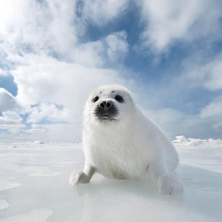 National Geographic Travelさんのインスタグラム写真 - (National Geographic TravelInstagram)「Photo by @daisygilardini / Every year in February and March, harp seals give birth to their pups on the pack ice in the Gulf of St. Lawrence in Quebec. They are the most common seal species in the Northern Hemisphere, with a global population of almost nine million individuals. Harp seals rarely spend time on land. They’re incredible swimmers and can dive deeper than 300 meters (984 feet) while holding their breath for 15 minutes at a time. Harp seals are sociable animals and at times gather in large groups. They have a wide range of vocalizations for communication, both above and below the water. #seal #harpseal #whitecoat #magdalenislands #quebec」10月13日 19時38分 - natgeotravel