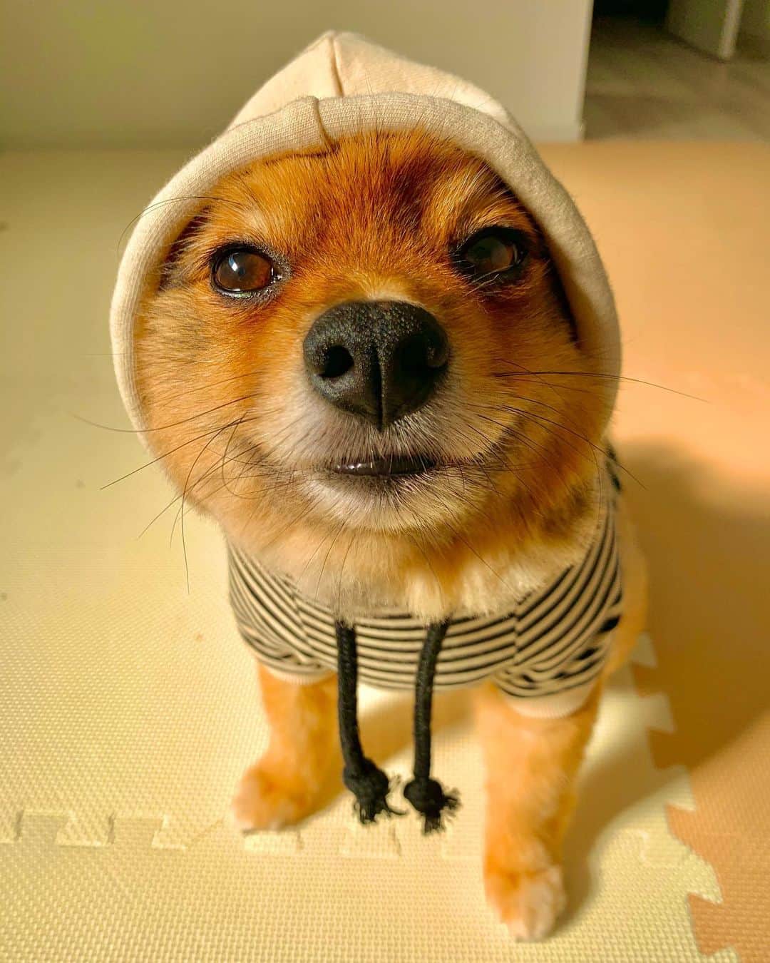 のインスタグラム：「悟った顔すな　笑　相変わらずな髭の癖w😄🐶  #リリスタグラム#lilistagram#ポメラニアン #ポメラニアンが世界一可愛い #ポメラニアン部 #ポメ #ポメスタグラム #犬 #犬バカ部 #いぬ部 #いぬら部 #いぬバカ部 #いぬのきもち #いぬぐみ #いぬすたぐらむ #ふわもこ部#ティックトック #pomeranian #pomeranians #pomeranianlove #pomeraniansofinstagram #pom #dog #dogstagram #doglover #doglife#tiktok#tiktoker#朝」