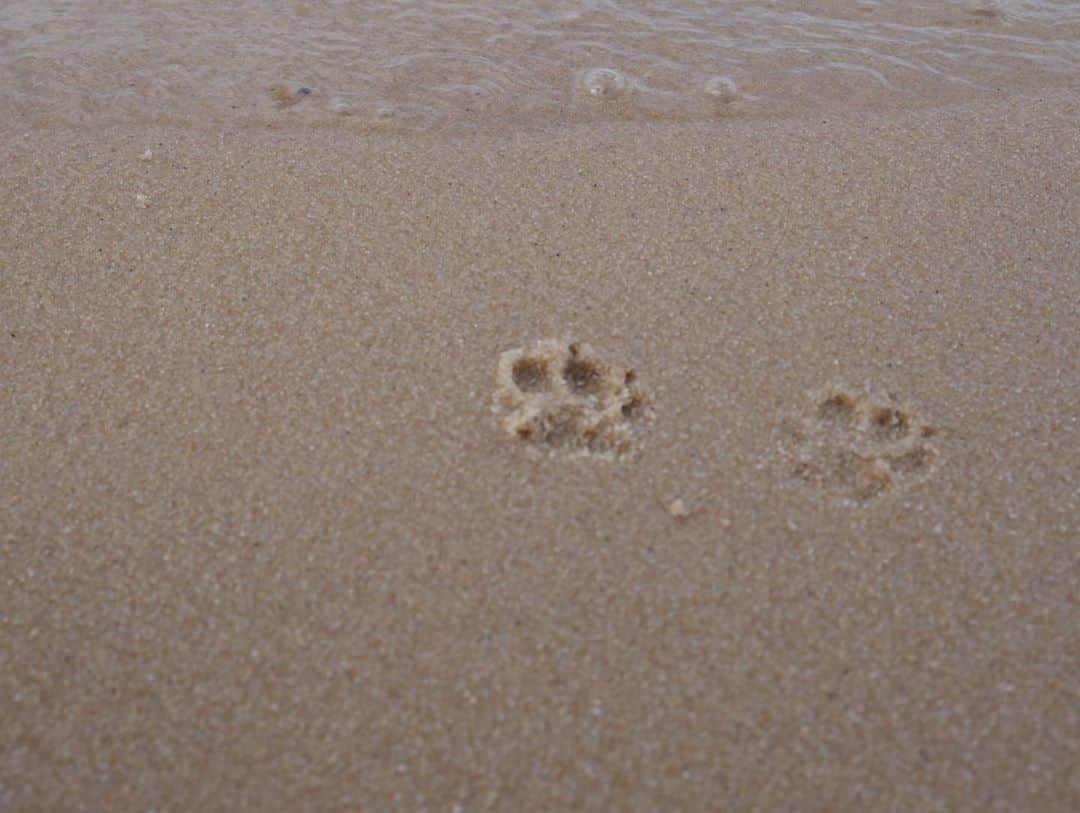 ミン・ユラさんのインスタグラム写真 - (ミン・ユラInstagram)「A much needed nature escape 🙏 오랜만이에요 잘 지내셨죠~ ❤️#puremichigan #picturedrocks #doggo」10月13日 11時05分 - yuraxmin