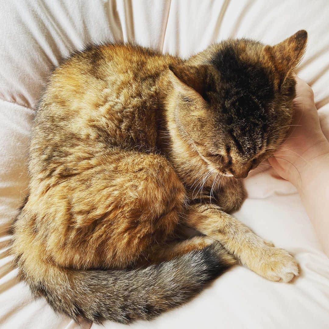 おおたうにさんのインスタグラム写真 - (おおたうにInstagram)「帰宅中なのでちょっとねこ🐱ブレイク。出したばかりの毛布にごっそり吐いてたミラちゃんたぶん19歳。 #今日のねこ #cat #これから毛布洗い」10月13日 11時10分 - outa_uni