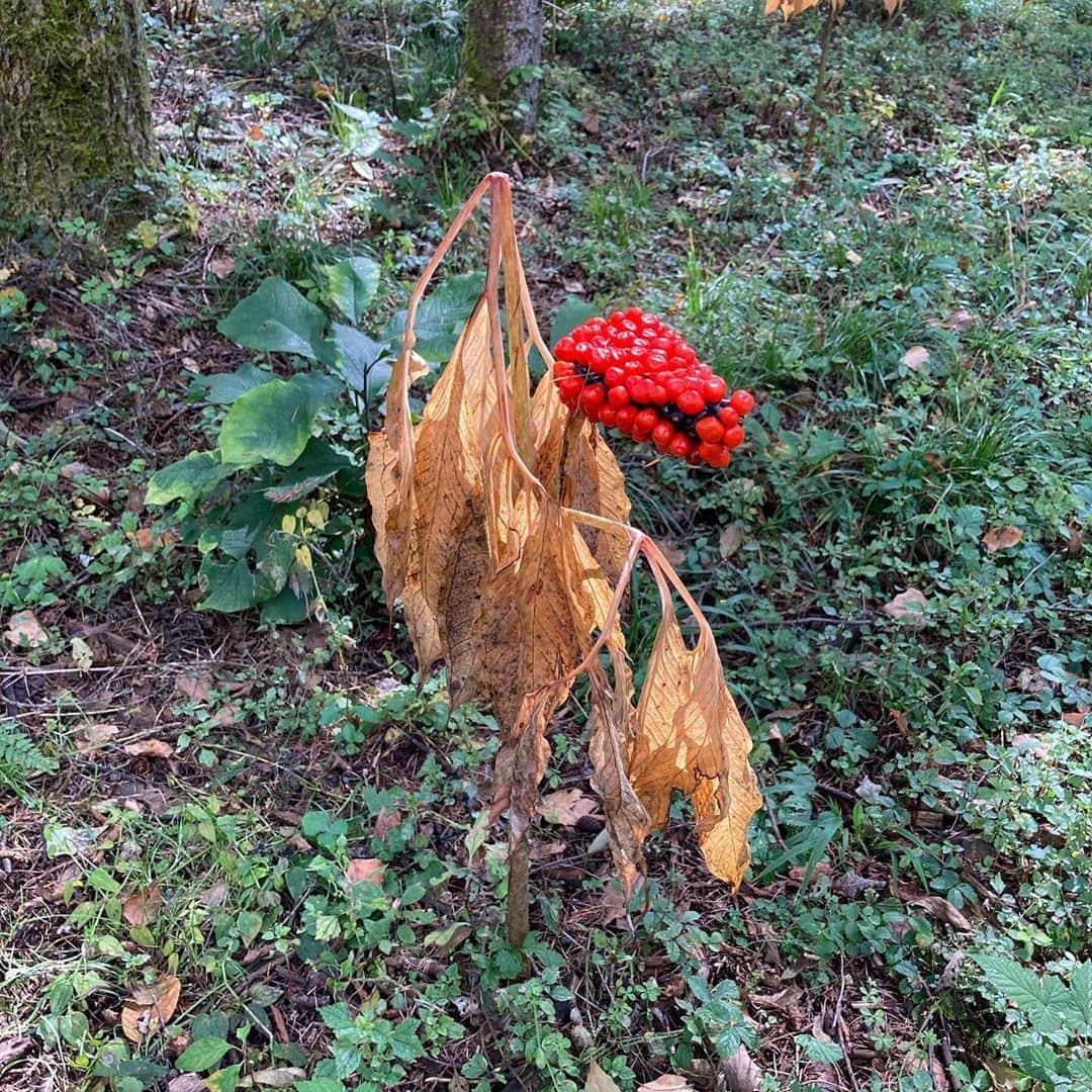 井上荒野さんのインスタグラム写真 - (井上荒野Instagram)「なんか魔除けの人工物みたいだけど植物。テンナンショウの仲間らしい。(たぶん)」10月13日 11時22分 - arereno