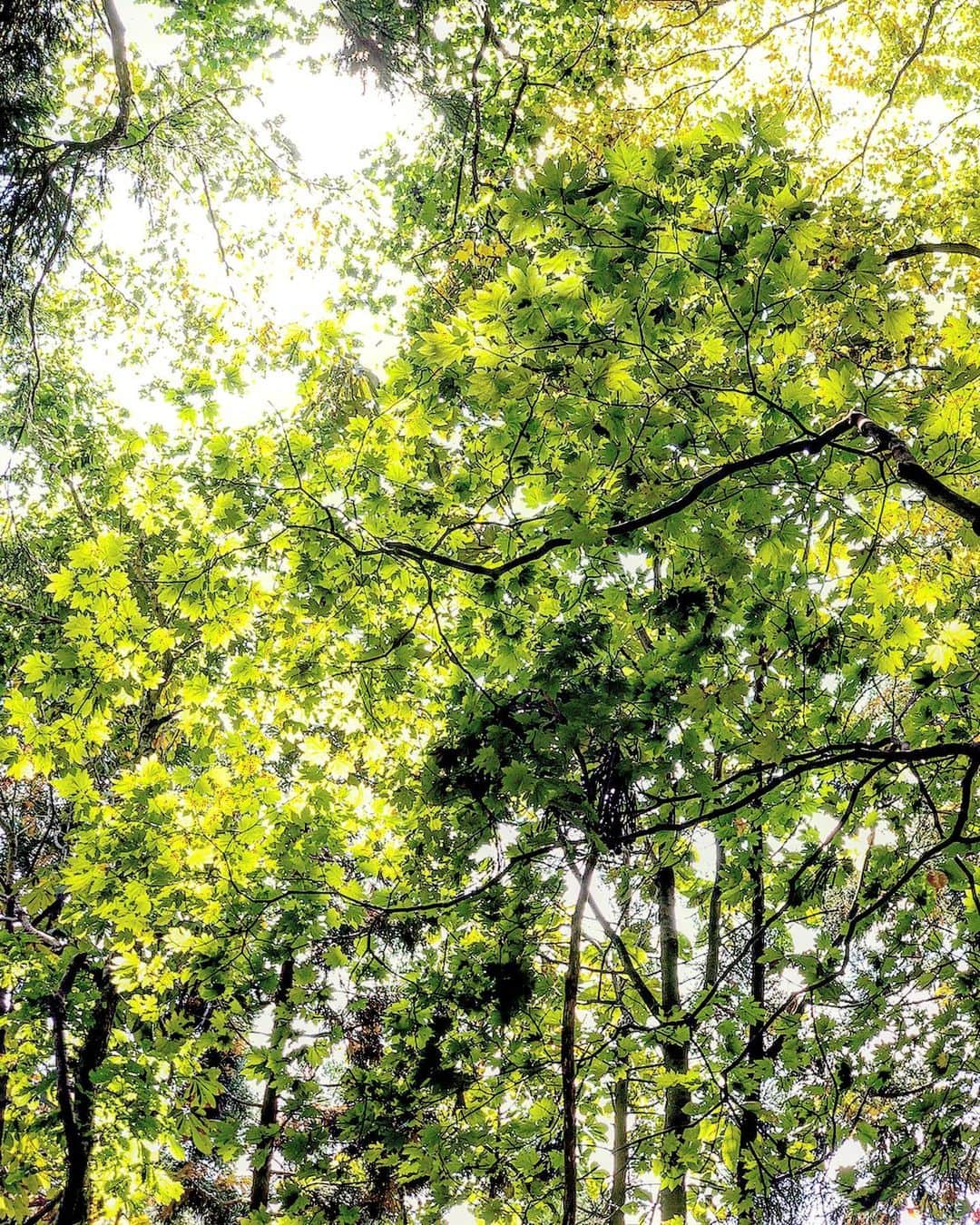 三星マナミさんのインスタグラム写真 - (三星マナミInstagram)「・ ・ 暖かい秋晴れの中歩く小菅山⛰🌞 自然は時に牙をむくけど… あたたく包み込んでくれる様な優しさを感じさせてくれる🌿 ・ ・ 歩きながら緑緑している葉っぱを見上げて、 もうじき枯れて落ちていく事を想像した🍁 ・ 色々な要因から身を守るために、生きる為に手放すのかな。 でも、また春になると芽吹かせて緑緑しく広がる。 ・ 呼吸を深く… ・ 新しいエネルギーをゆっくり取り込んで使ったエネルギーをゆっくり手放した🤲💚 ・ ・ ・ #間も無く訪れる冬を想う #今できる遊びを #outdoorlife  #自然が近くにある生活 #powerofsports @roxyjapan  @oakleyjapan」10月13日 11時26分 - mana_uen00116