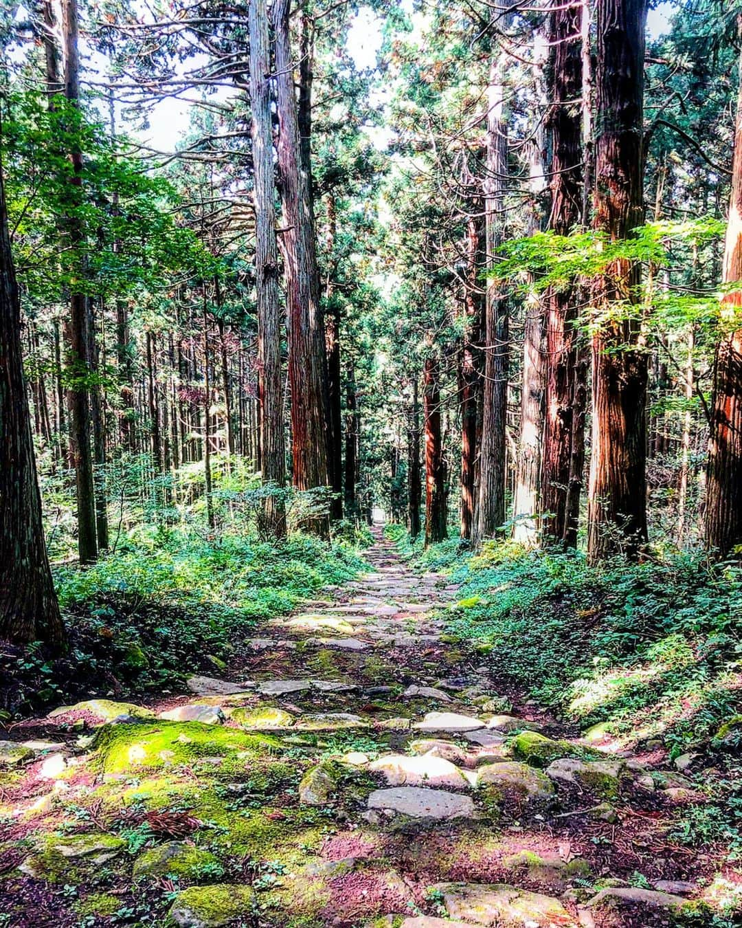 三星マナミさんのインスタグラム写真 - (三星マナミInstagram)「・ ・ 暖かい秋晴れの中歩く小菅山⛰🌞 自然は時に牙をむくけど… あたたく包み込んでくれる様な優しさを感じさせてくれる🌿 ・ ・ 歩きながら緑緑している葉っぱを見上げて、 もうじき枯れて落ちていく事を想像した🍁 ・ 色々な要因から身を守るために、生きる為に手放すのかな。 でも、また春になると芽吹かせて緑緑しく広がる。 ・ 呼吸を深く… ・ 新しいエネルギーをゆっくり取り込んで使ったエネルギーをゆっくり手放した🤲💚 ・ ・ ・ #間も無く訪れる冬を想う #今できる遊びを #outdoorlife  #自然が近くにある生活 #powerofsports @roxyjapan  @oakleyjapan」10月13日 11時26分 - mana_uen00116