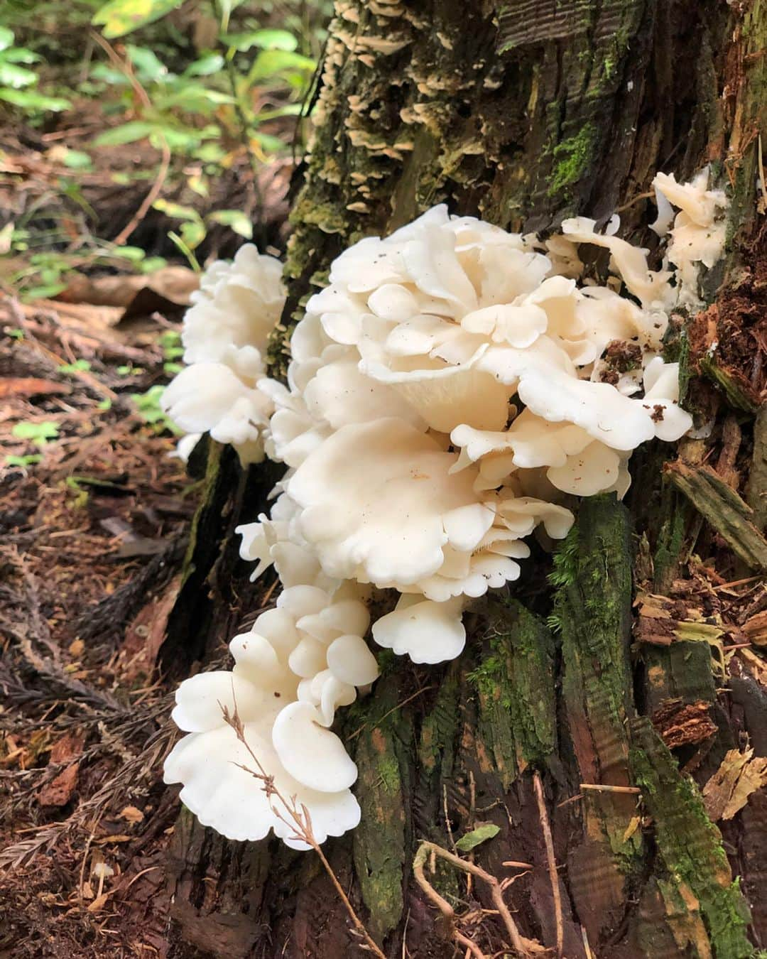 三星マナミさんのインスタグラム写真 - (三星マナミInstagram)「・ ・ 暖かい秋晴れの中歩く小菅山⛰🌞 自然は時に牙をむくけど… あたたく包み込んでくれる様な優しさを感じさせてくれる🌿 ・ ・ 歩きながら緑緑している葉っぱを見上げて、 もうじき枯れて落ちていく事を想像した🍁 ・ 色々な要因から身を守るために、生きる為に手放すのかな。 でも、また春になると芽吹かせて緑緑しく広がる。 ・ 呼吸を深く… ・ 新しいエネルギーをゆっくり取り込んで使ったエネルギーをゆっくり手放した🤲💚 ・ ・ ・ #間も無く訪れる冬を想う #今できる遊びを #outdoorlife  #自然が近くにある生活 #powerofsports @roxyjapan  @oakleyjapan」10月13日 11時26分 - mana_uen00116