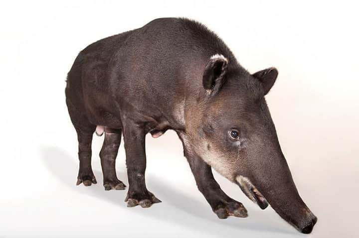 ナショナルジオグラフィックさんのインスタグラム写真 - (ナショナルジオグラフィックInstagram)「Photo by @joelsartore / Native to Mexico and Central America, Baird’s tapirs are the largest native terrestrial mammals in the region, and the largest of the four living tapir species. Short, slender legs allow them to move rapidly through underbrush, and that oddly shaped nose is great for uncovering food sources. Due to their large body size, tapirs have trouble dissipating heat–nocturnal behavior is believed to be the solution to this problem, allowing individuals to remain inactive during the hottest time of the day. In some habitats, tapirs are considered gardeners of the forest, dispersing seeds through their feces while traveling throughout their home range. Researchers also consider the Baird’s tapir to be an important species for indicating the overall health of rainforests because of their rarity and sensitivity to habitat disturbance. Photo taken @theomahazoo. To see more species featured in the Photo Ark, follow me @joelsartore. #PhotoArk #savetogether」10月13日 11時34分 - natgeo