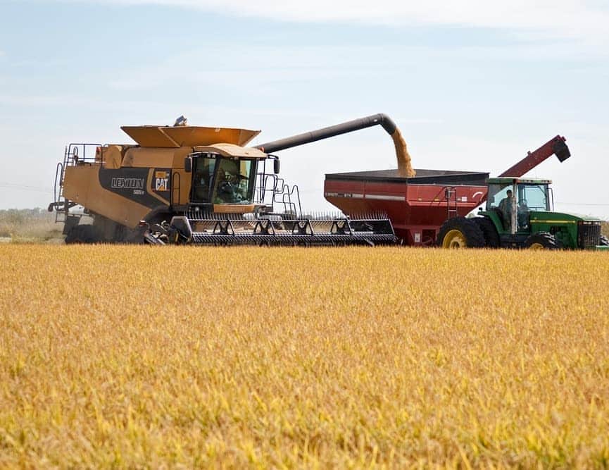 USAライス連合会さんのインスタグラム写真 - (USAライス連合会Instagram)「🌾 #カルローズ の故郷、カリフォルニア州でも稲が黄金色に実りました🌾  🏞️収穫をはじめる前に農地から水を抜き、農地が乾いたら刈取り機を入れます。 大型のコンバインは、いかにも広大なアメリカ！という感じですよね🇺🇸 バンクアウトワゴンと呼ばれる特別なトラクターを、刈取り機に並走させ、刈取りと同時にトレイラーにコメを移します。このようにして刈取り機が積荷のために止まることなく、効率よく収穫が行われていきます。  🍚 #アメリカ米 について詳しくは https://www.usarice-jp.com/about/ または @usa_rice_jp プロフィール欄のURLからどうぞ♪ . . #カルローズ米#カリフォルニア米#お米の産地#サクラメントバレー #ライス#田んぼ#稲作#米作り#稲刈り#稲刈りシーズン#農場#中粒種#サステイナブル#サステイナビリティ#自然環境#米農家#コンバイン#トラクター #USAライス連合会#USARiceFederation#calrose#CalroseRice#CaliforniaRice#Ricecrop#Sustainable#Sustainability」10月13日 11時47分 - usa_rice_jp