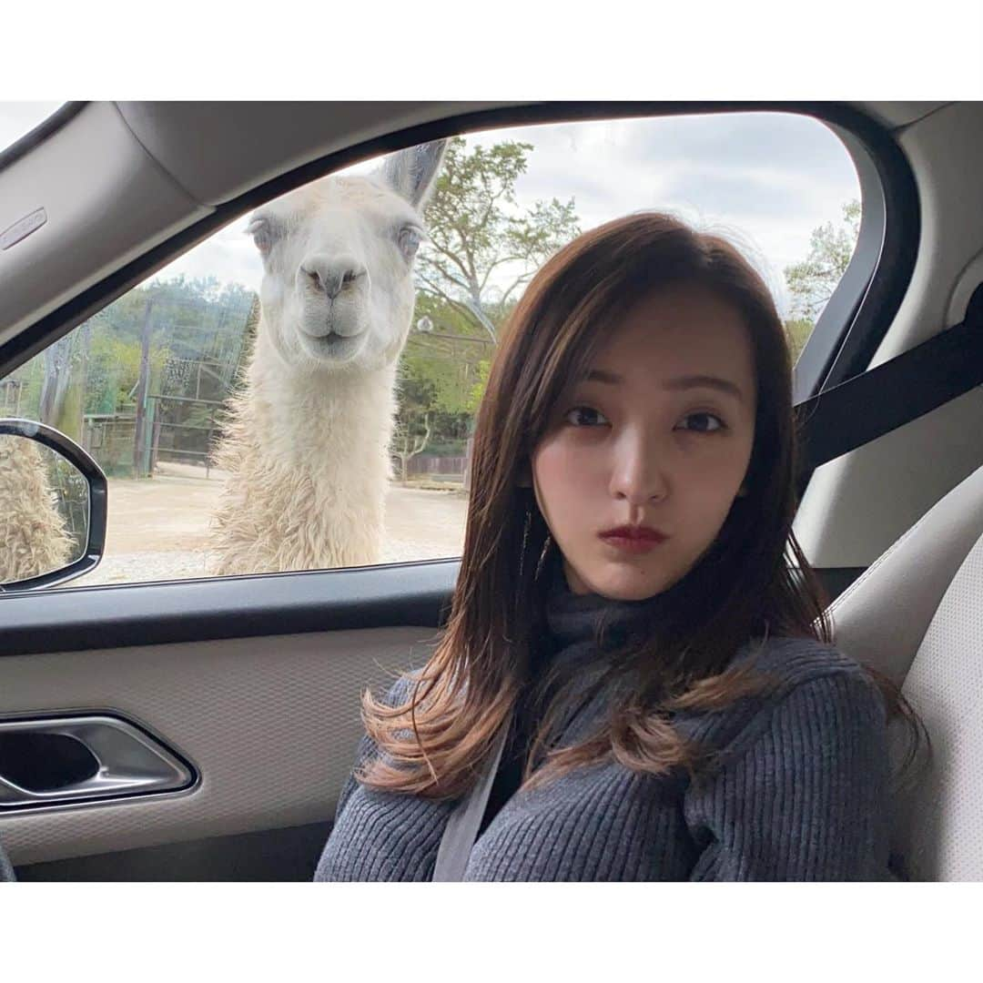 板野友美さんのインスタグラム写真 - (板野友美Instagram)「🦙🦙🦙 同じ顔？😳  #アルパカさん #板野さん」10月13日 11時53分 - tomo.i_0703