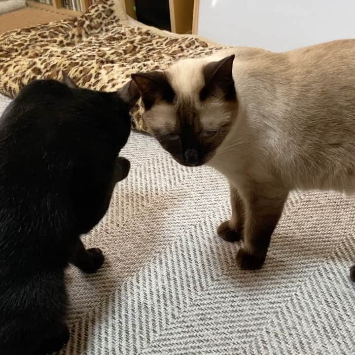 MAKO0MAKO0のインスタグラム：「Cats after eating food #cat #warabi #kuromitu #licking #catsofinstagram #cats_of_day #catofday #mako0mako0 #ねこ #ねこ動画　#わらびちゃん　#くろみつくん　#わらびちゃんチェック　#まこまこ　#猫のいる暮らし #猫のいる生活 #猫スタグラム」