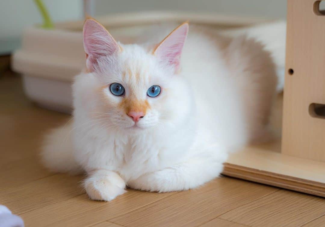 マアルのインスタグラム：「モコさん #🐱 #北海道 #旭川 #猫  @psmaaru #catsofinstagram #meowfeature #kitty #catoftheday #pleasantcat #instacat #dailycat #meowed #katze #happycatclub #cats_of_day #petsofinstagram #neko #catfeature #catlover #cats #weeklyfluff #cat #catloversclub #excellent_cats #kitty #catphoto #cats_of_instagram #냥스타그램 #고양이 #แมว」